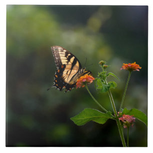 Beautiful Swallowtail butterfly Ceramic Tile
