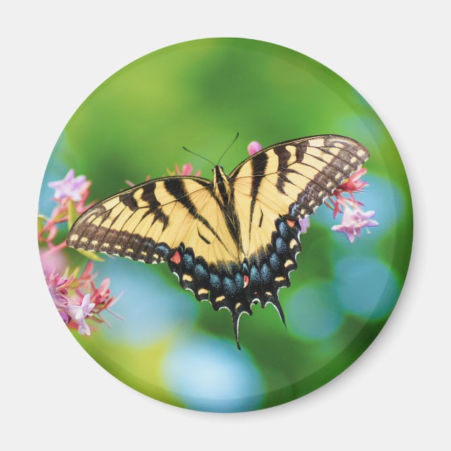 Beautiful Swallowtail butterfly on pretty flowers  Magnet (Front)