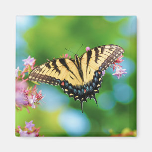 Beautiful Swallowtail butterfly on pretty flowers Magnet
