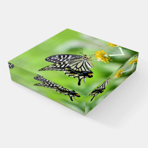 Beautiful Swallowtail Butterfly Paperweight