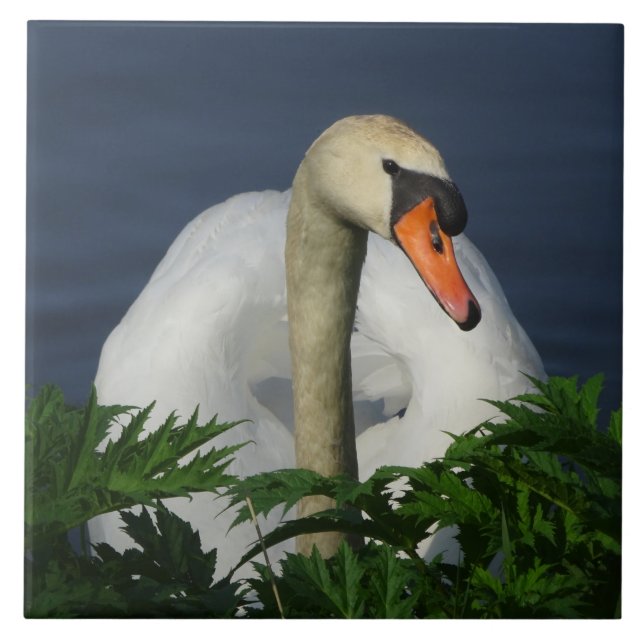 Beautiful Swan Ceramic Tile (Front)