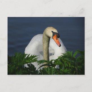 Beautiful Swan DIY Postcard