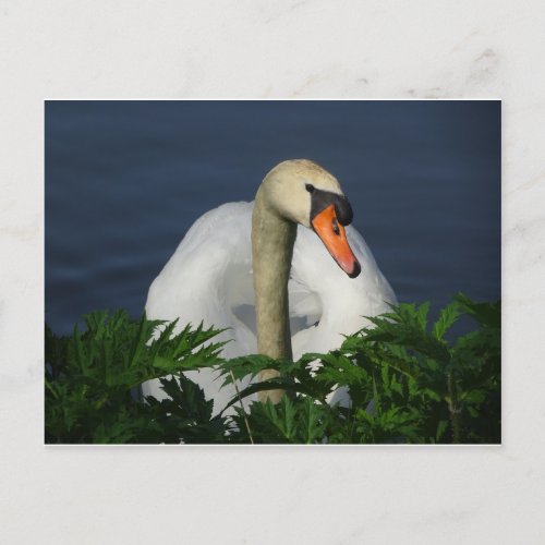 Beautiful Swan DIY Postcard