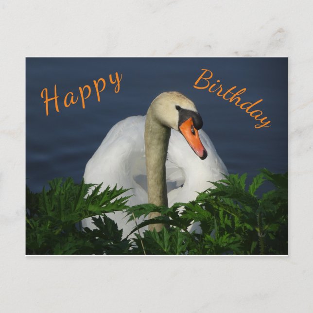 Beautiful Swan Happy Birthday Postcard (Front)