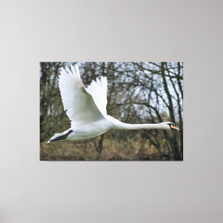 Beautiful Swan In Flight Wrapped Canvas Print