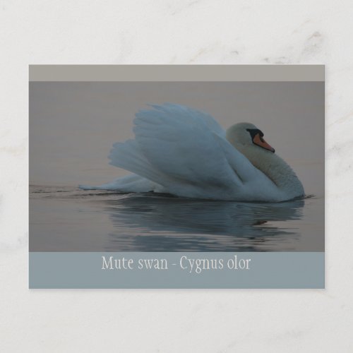 Beautiful swan in the evening light CC0755 Postcard