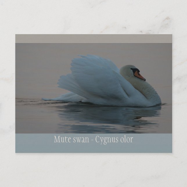 Beautiful swan in the evening light CC0755 Postcard (Front)