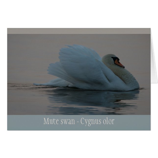 Beautiful swan in the evening light CC0756 Cards (Front Horizontal)
