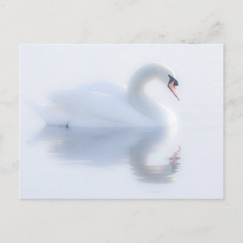Beautiful Swan Postcard