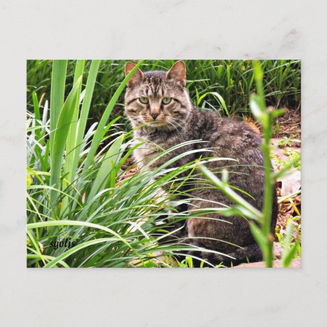 Beautiful Tabby Cat in Grass Garden Photo Postcard (Front)