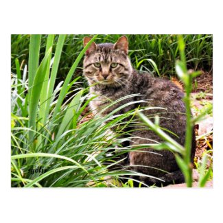 Beautiful Tabby Cat in Grass Garden Photo Postcard