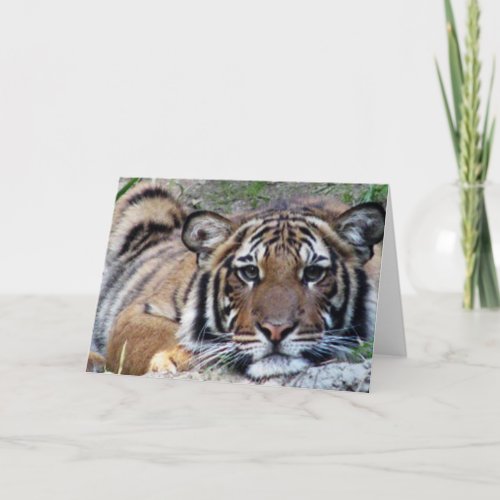 Beautiful Tiger All Occasion Card