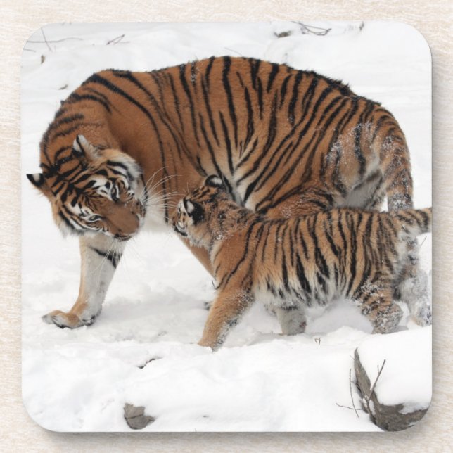 Beautiful Tiger and Cub Beverage Coaster (Front)