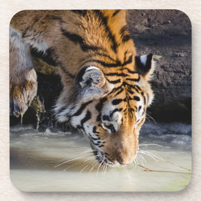 Beautiful Tiger at the Waterhole Beverage Coaster (Front)