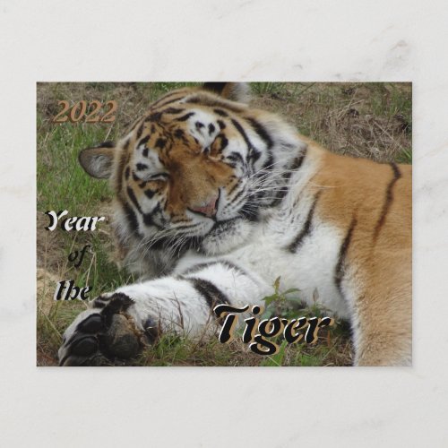 Beautiful Tiger Chinese New Year 2022 Postcard