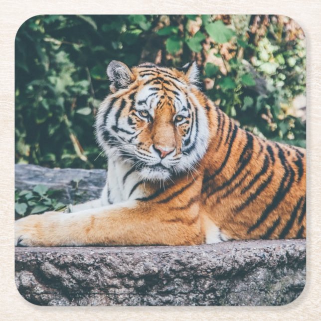 Beautiful Tiger Coaster Set (Front)
