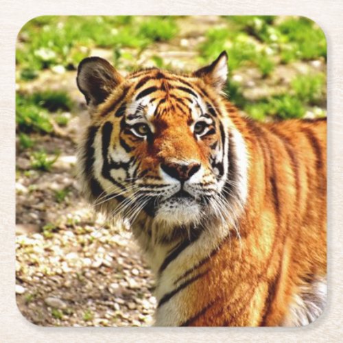 Beautiful Tiger Coaster Set