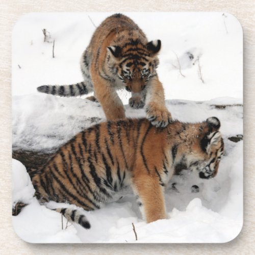 Beautiful Tiger Cubs playing in the snow Beverage Coaster