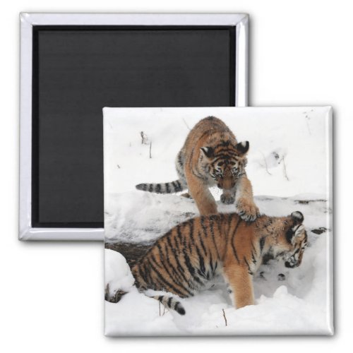 Beautiful Tiger Cubs playing in the snow Magnet