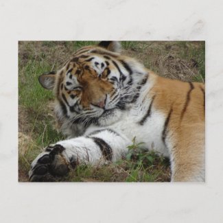 Beautiful Tiger DIY Postcard