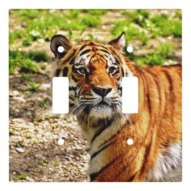 Beautiful Tiger Double Switch Plate (Front)