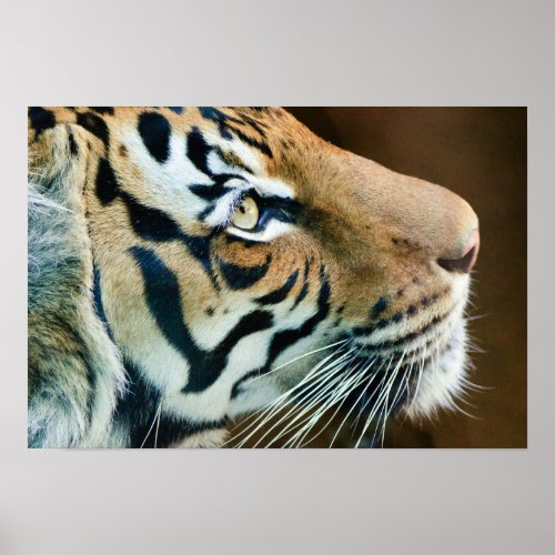 Beautiful Tiger Face in Profile Poster