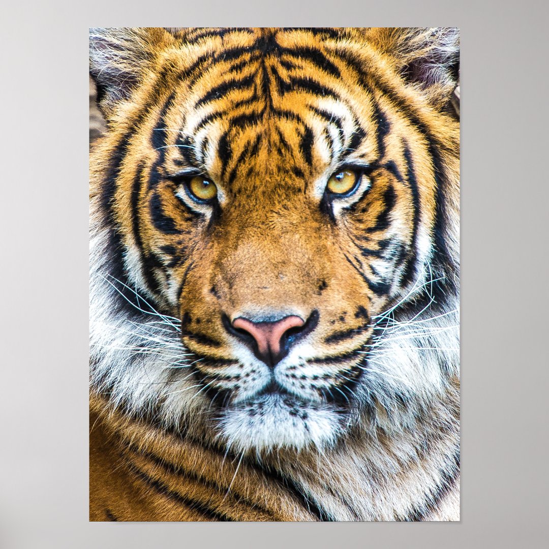 Beautiful Tiger Face Poster | Zazzle