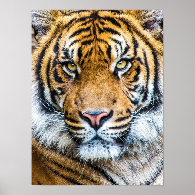 Beautiful Tiger Face Poster (Front)