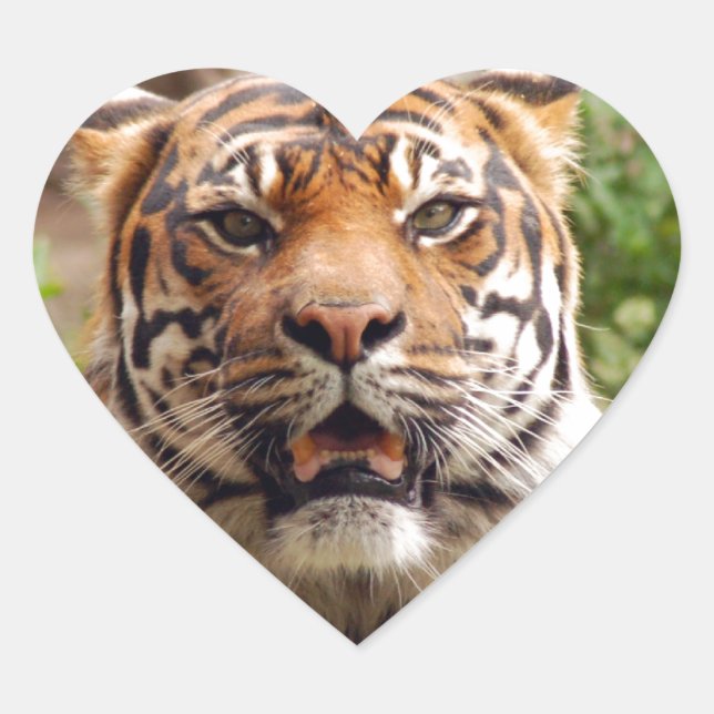 Beautiful tiger face print heart sticker (Front)