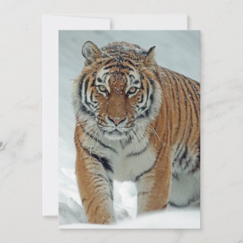 Beautiful Tiger in Snow Holiday Card