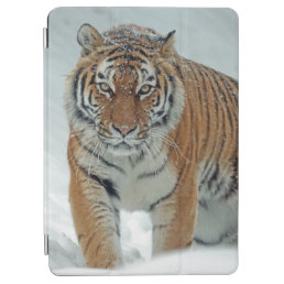 Beautiful Tiger in Snow iPad Air Cover