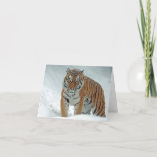 Beautiful Tiger in Snow Thank You Card