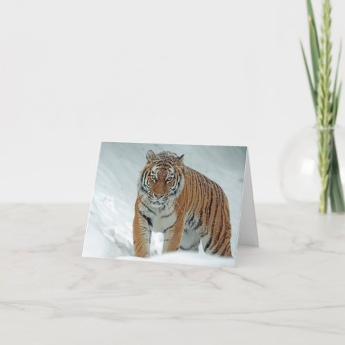 Beautiful Tiger in Snow Thank You Card