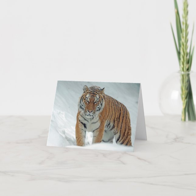 Beautiful Tiger in Snow Thank You Card (Front)