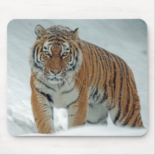 Beautiful Tiger in the Snow Mouse Pad