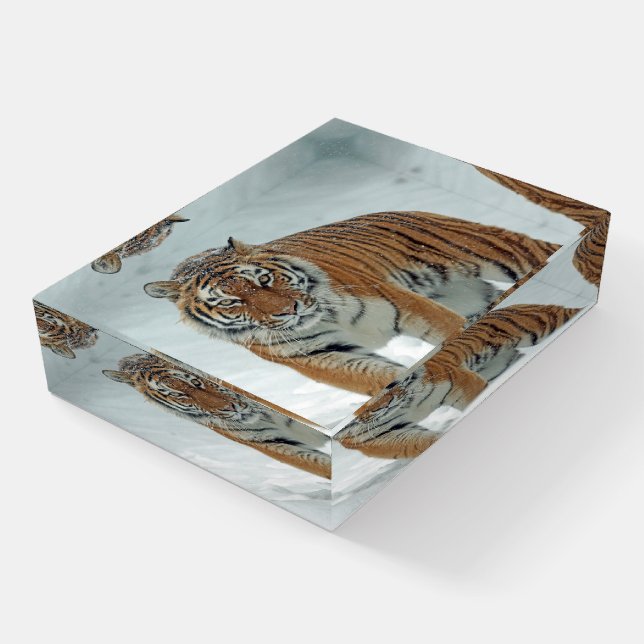 Beautiful Tiger in the Snow Paperweight (Angled)