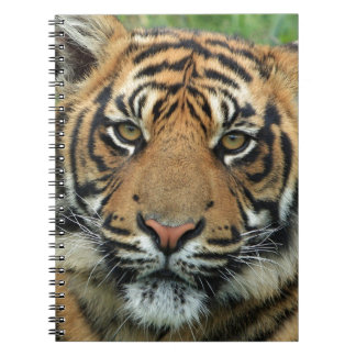 Beautiful Tiger Notebook