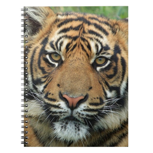 Beautiful Tiger Notebook (Front)
