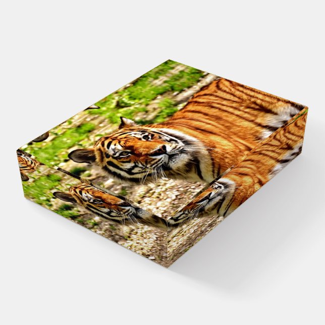 Beautiful Tiger Paperweight (Angled)