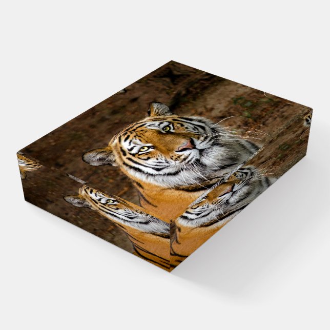 Beautiful Tiger Paperweight (Angled)