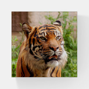 Beautiful tiger paperweight
