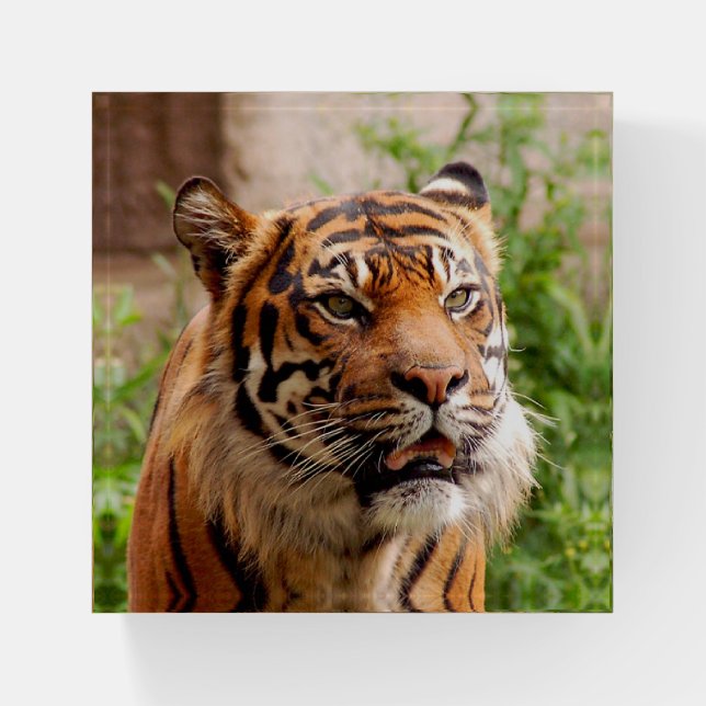 Beautiful tiger paperweight (Front)