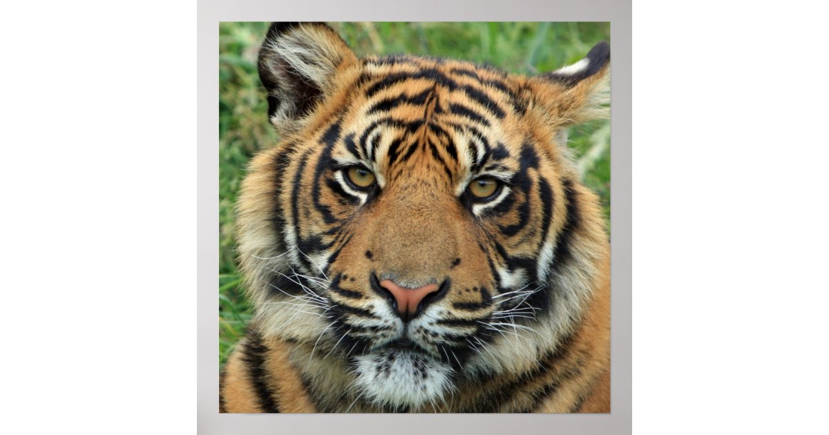 Beautiful Tiger Photo Poster | Zazzle