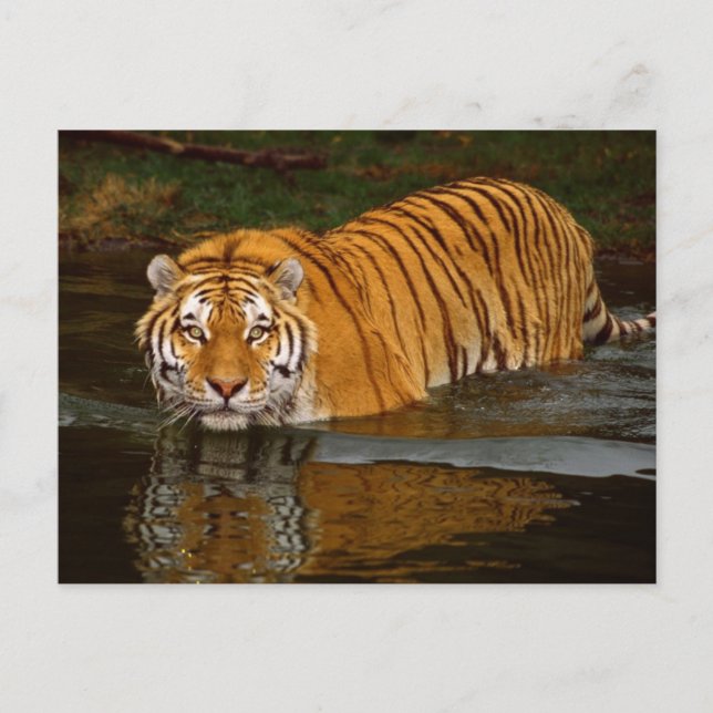 Beautiful Tiger Photo Tees, GIfts - Customize Postcard (Front)