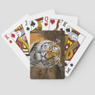 Beautiful Tiger Poker Cards
