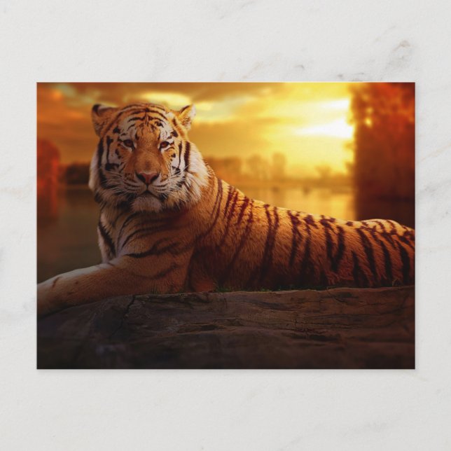Beautiful Tiger  Postcard (Front)