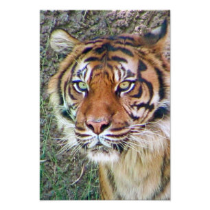 Beautiful Tiger Poster! Photo Print
