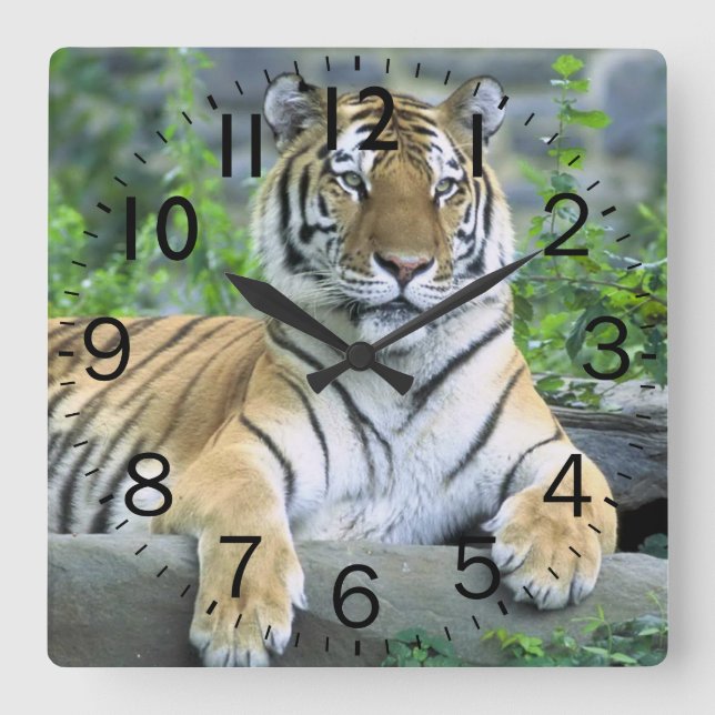 Beautiful Tiger Square Wall Clock (Front)