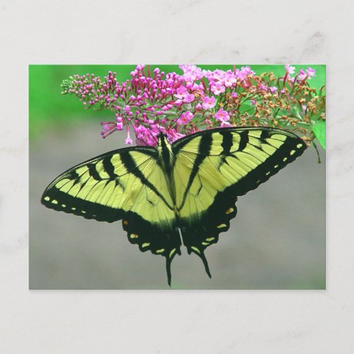 Beautiful Tiger Swallowtail Butterfly Postcard 6