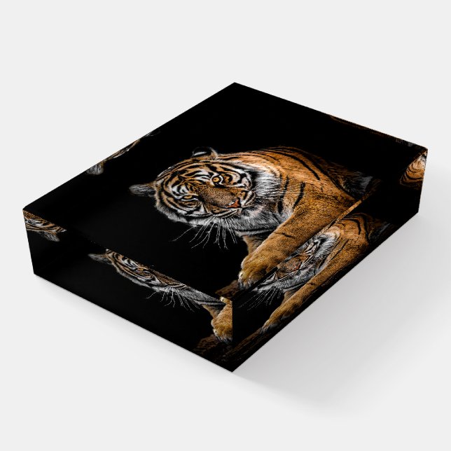 Beautiful Tiger with Black Background Paperweight (Angled)